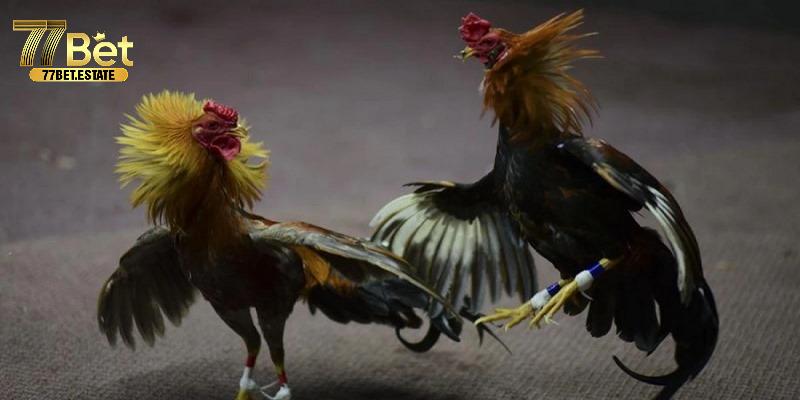 Giới thiệu đá gà hôm nay