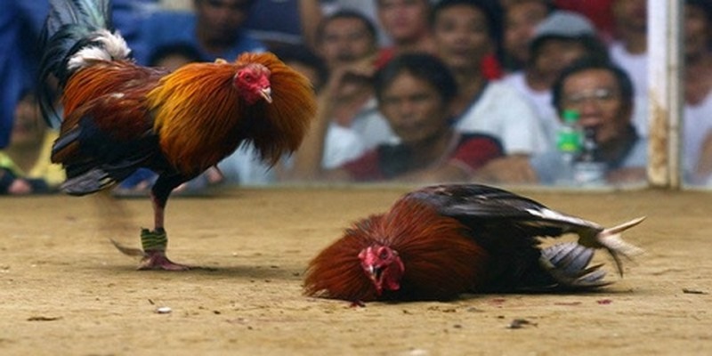 Tiêu chí chọn gà chiến