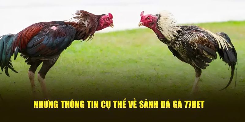 Đá gà siêu đẳng cấp