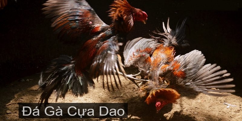 Soi kèo dựa trên phong độ gà chiến