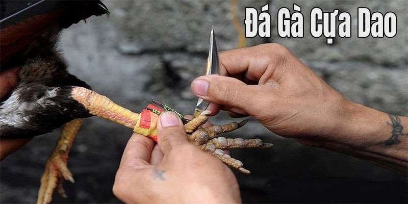 Sơ lược về đá gà cựa dao