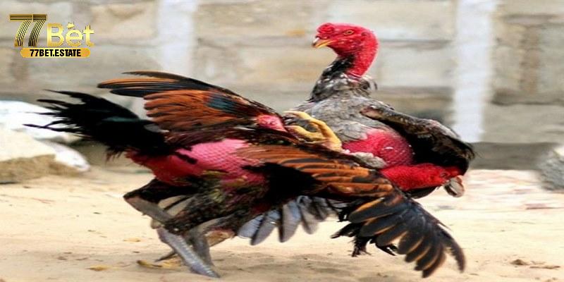 Ưu điểm khi tham gia đá gà hôm nay chỉ có tại 77bet