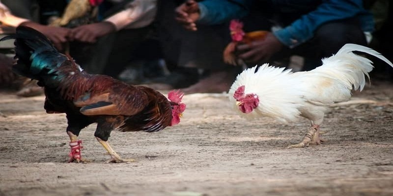 Tổng quan về đá gà Thomo
