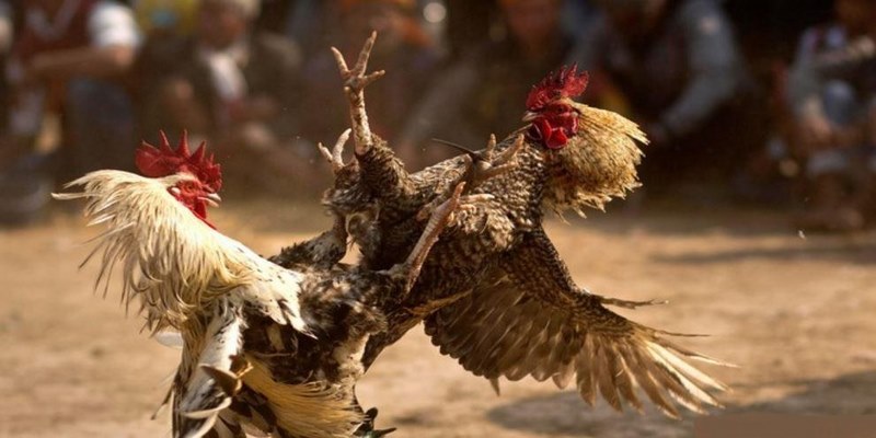 Kinh nghiệm đặt cược gà chọi c1 hiệu quả