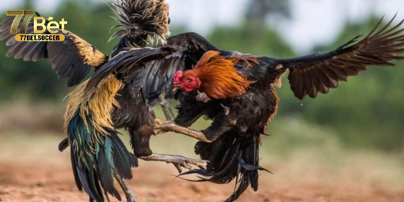 Đa dạng hình thức đấu kê