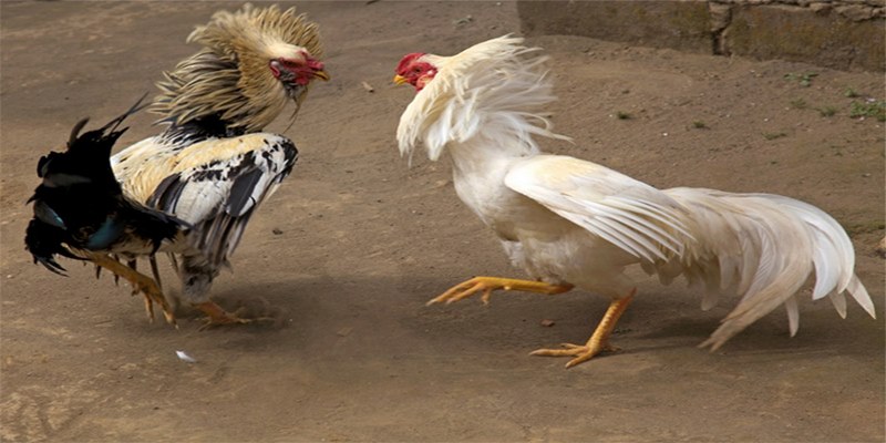 Giới thiệu về gà chọi c1